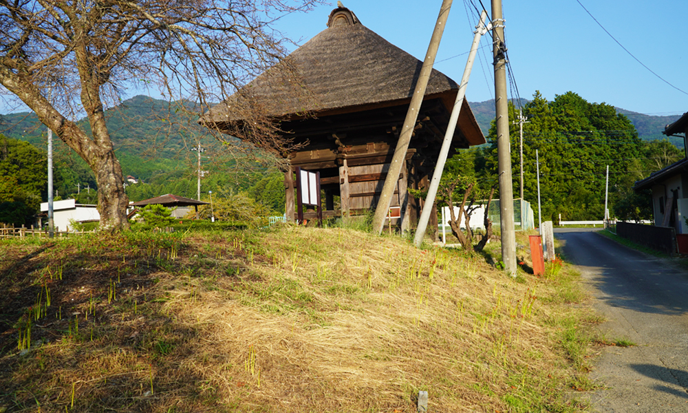 茨城県石岡市太田の善光寺楼門の彼岸花の開化状況