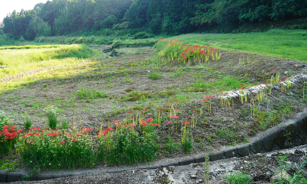 石岡市太田・北部の彼岸花群生地の開花状況