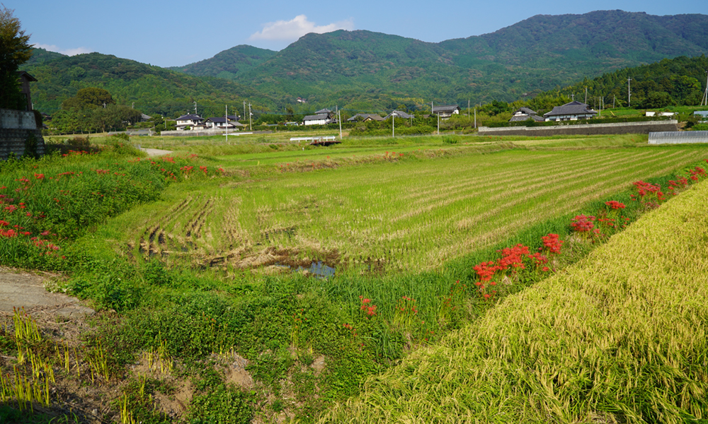 石岡市太田・南部の彼岸花群生地の開花状況