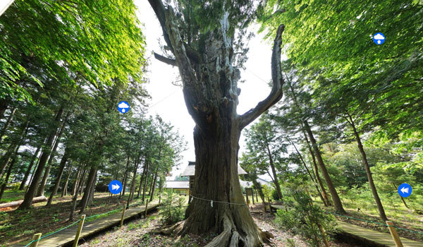 茨城県石岡市の巨木おすすめスポットの佐久の大杉の案内VRツアー