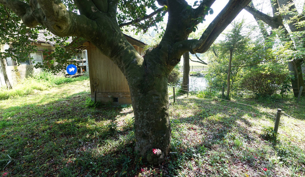 桜川市の巨木おすすめ観光スポットの櫻川磯部稲村神社御手洗池の椿