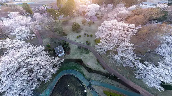 茨城県桜川市の磯部桜川公園の桜の開花景観