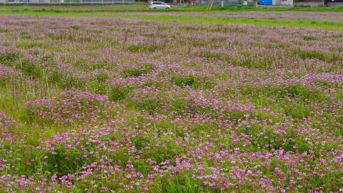 茨城県潮来市のレンゲ畑