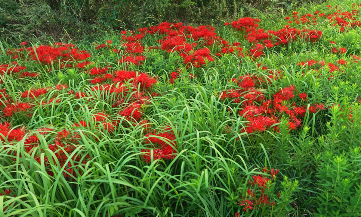 潮来市の彼岸花群生地の開花の様子