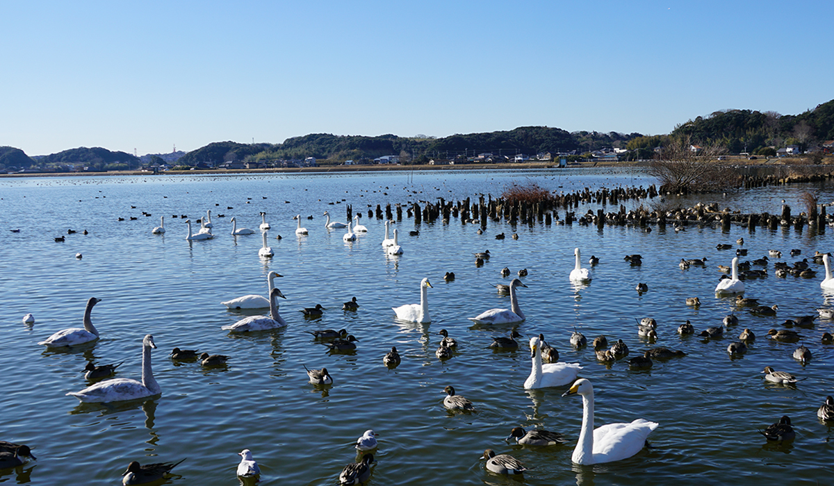 白鳥の里の北側の白鳥