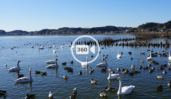 潮来市の白鳥の里の北側の歩行VR動画サムネイル