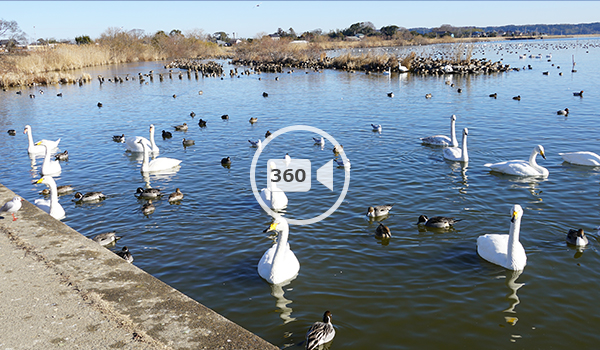 白鳥の里の南側VR動画