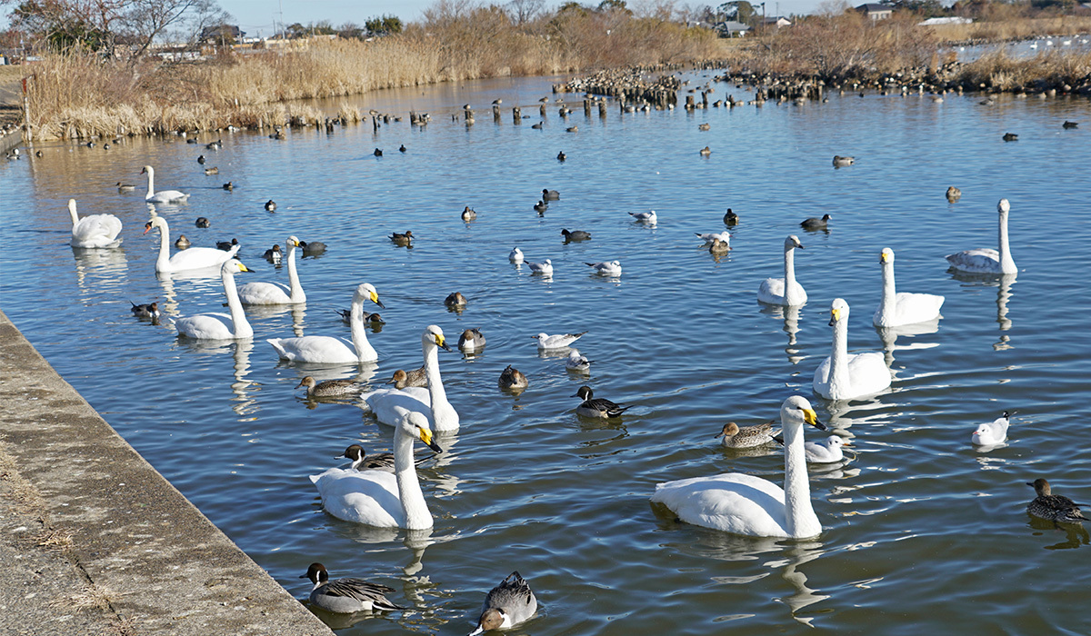 潮来市おすすめ白鳥飛来スポットの白鳥の里