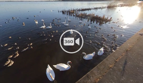 潮来市の白鳥の里の360度動画