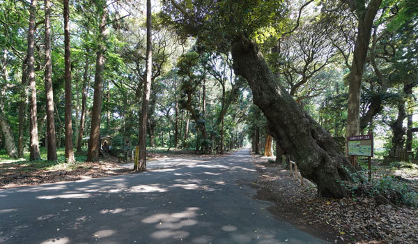 潮来市おすすめ観光スポットの大生神社の樹叢