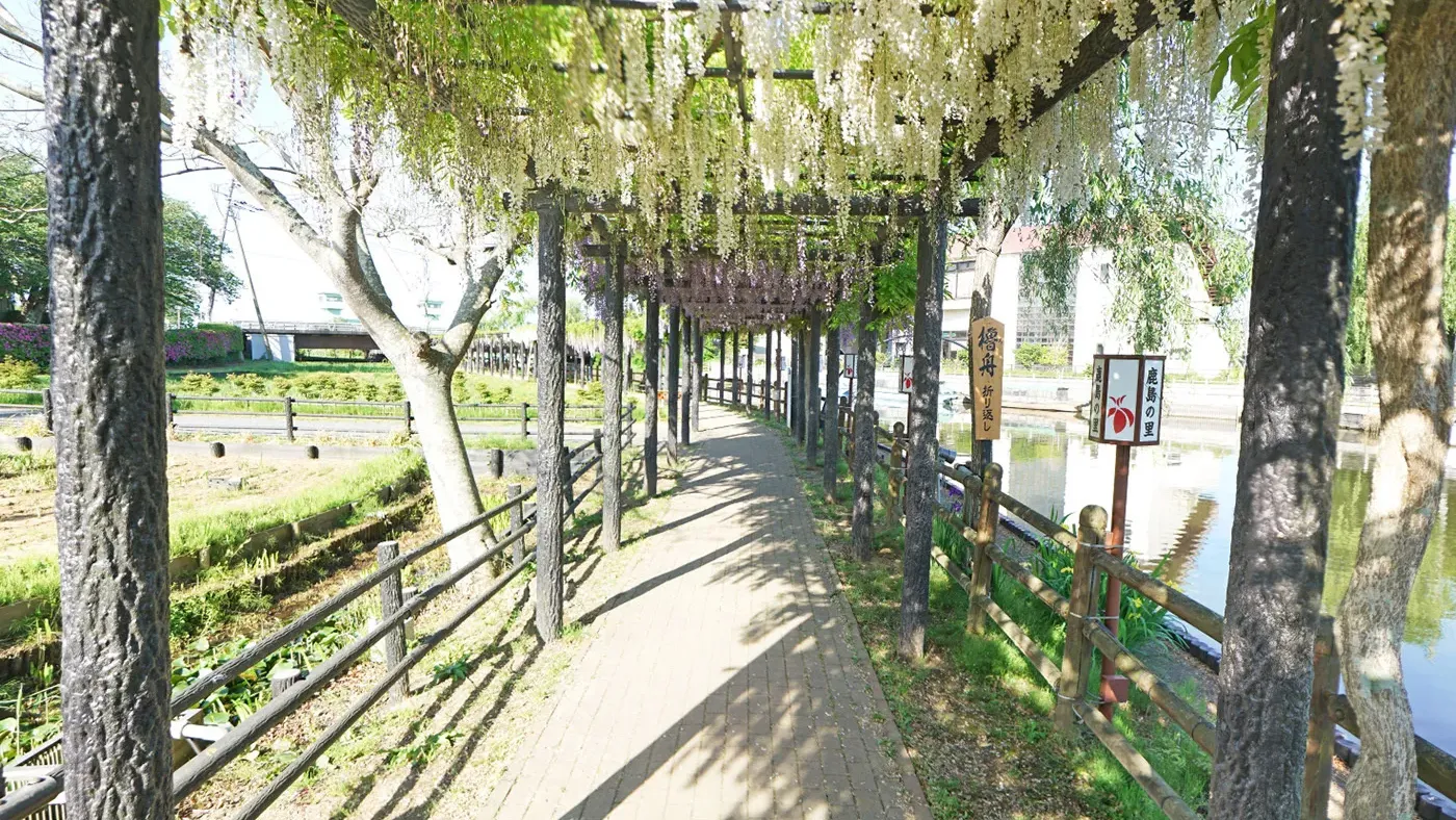 茨城県潮来市水郷潮来あやめ園の藤の観光VRツアー