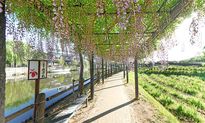 茨城県潮来市おすすめ観光スポットの水郷潮来あやめ園