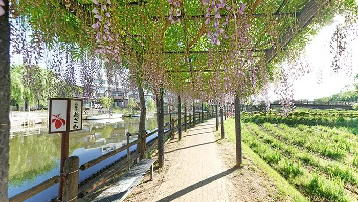 茨城県潮来市おすすめ観光スポットの水郷潮来あやめ園