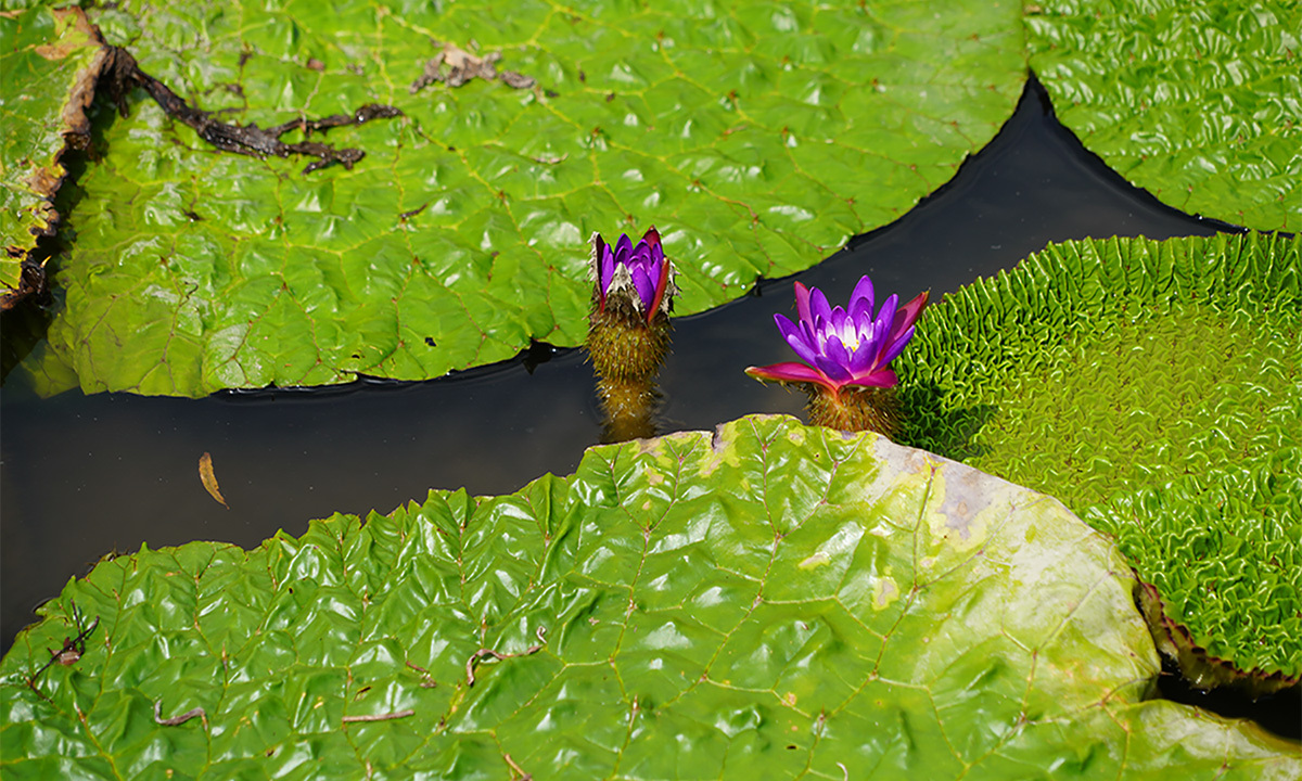 水郷トンボ公園のスイレンの花・睡蓮池のVRツアー