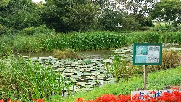 茨城県のオニバスおすすめ季節観光名所の水郷トンボ公園VRツアー