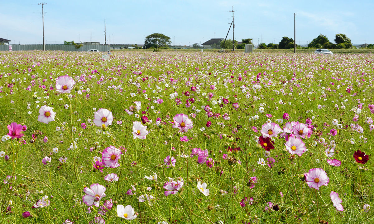 茨城県潮来市のコスモス畑の様子