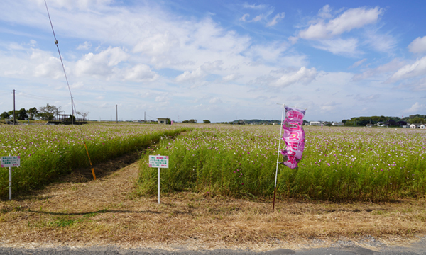 潮来市の上戸のコスモス畑