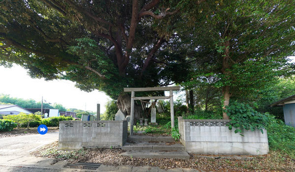 茨城県潮来市の巨木おすすめスポットの八代の大椎