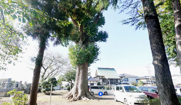 茨城県土浦市の巨木おすすめスポットの常福寺