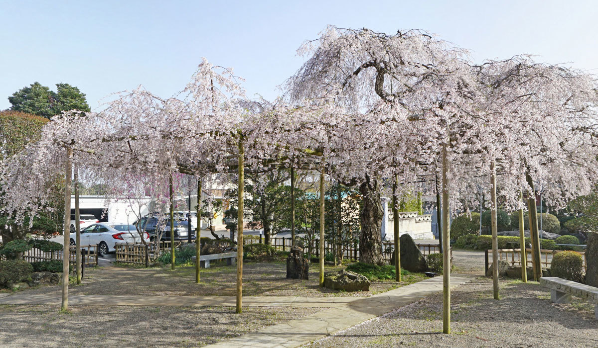 ひたちなか市おすすめ観光スポットの浄光寺のしだれ桜の案内VRツアー