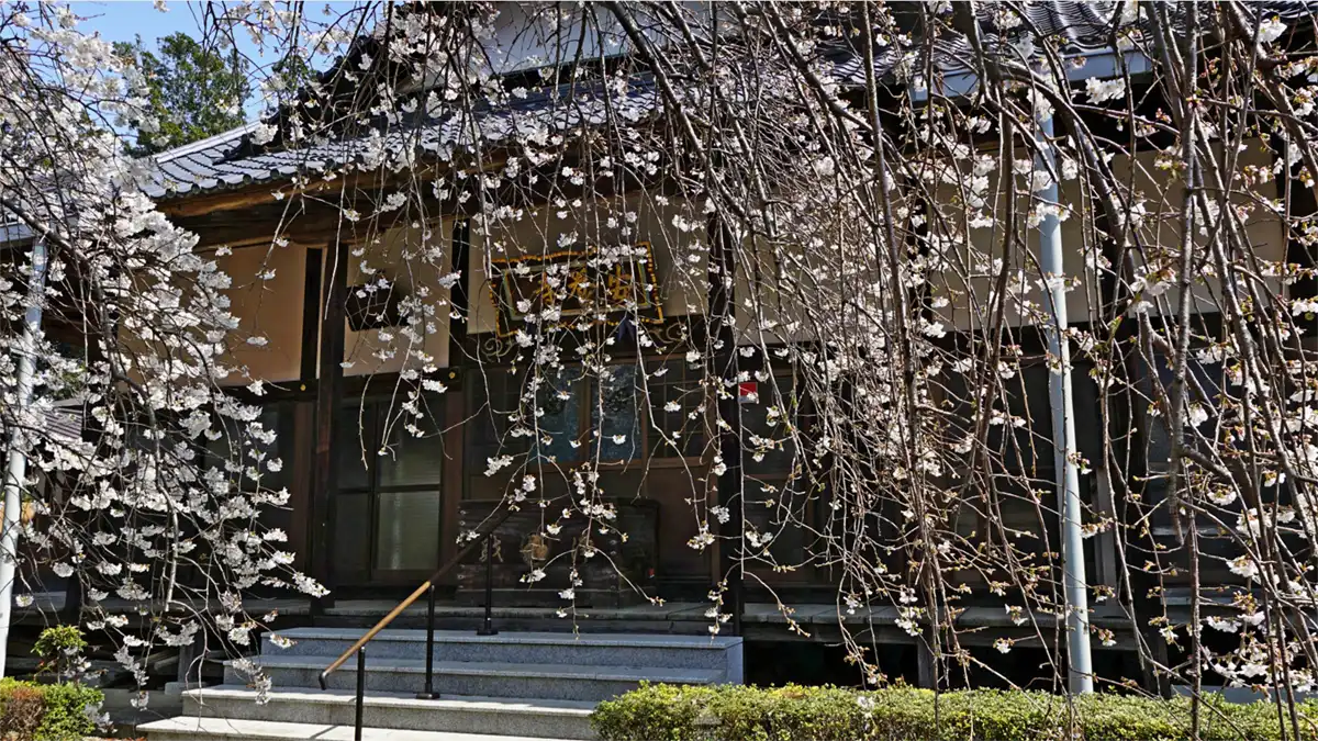 常総市の安養寺本堂前のしだれ桜VRツアー