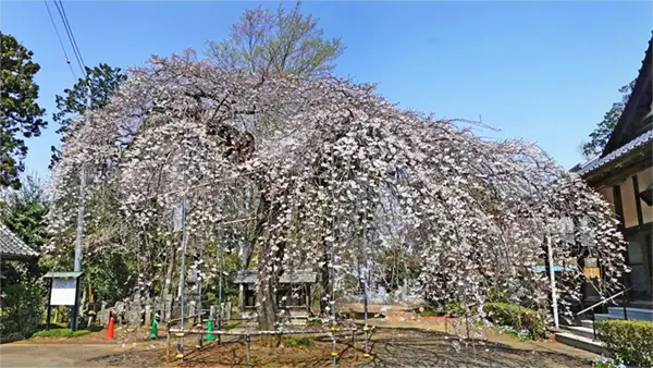 茨城県下妻市の安養寺のしだれ桜の開花写真