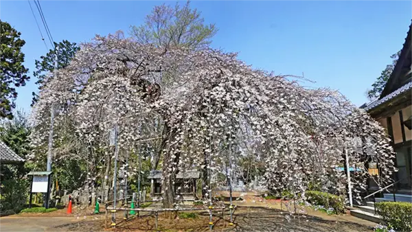 常総市の安養寺のしだれ桜VRツアー