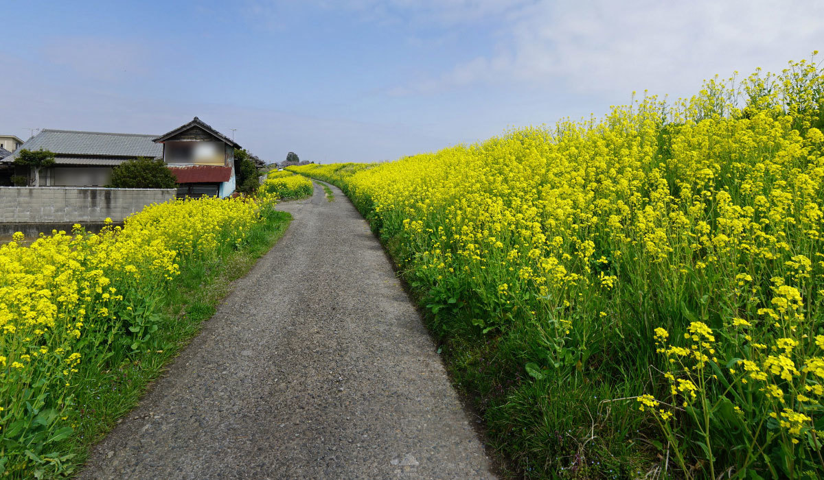 茨城県常総市の菜の花おすすめ観光スポットの小貝川堤防