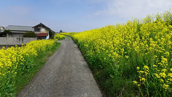 茨城県常総市の菜の花畑おすすめ観光スポット小貝川の案内VRツアー