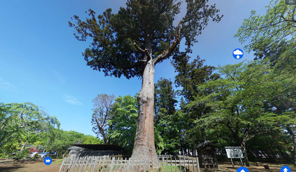 茨城県常総市の巨木おすすめスポットの弘経寺のスギ
