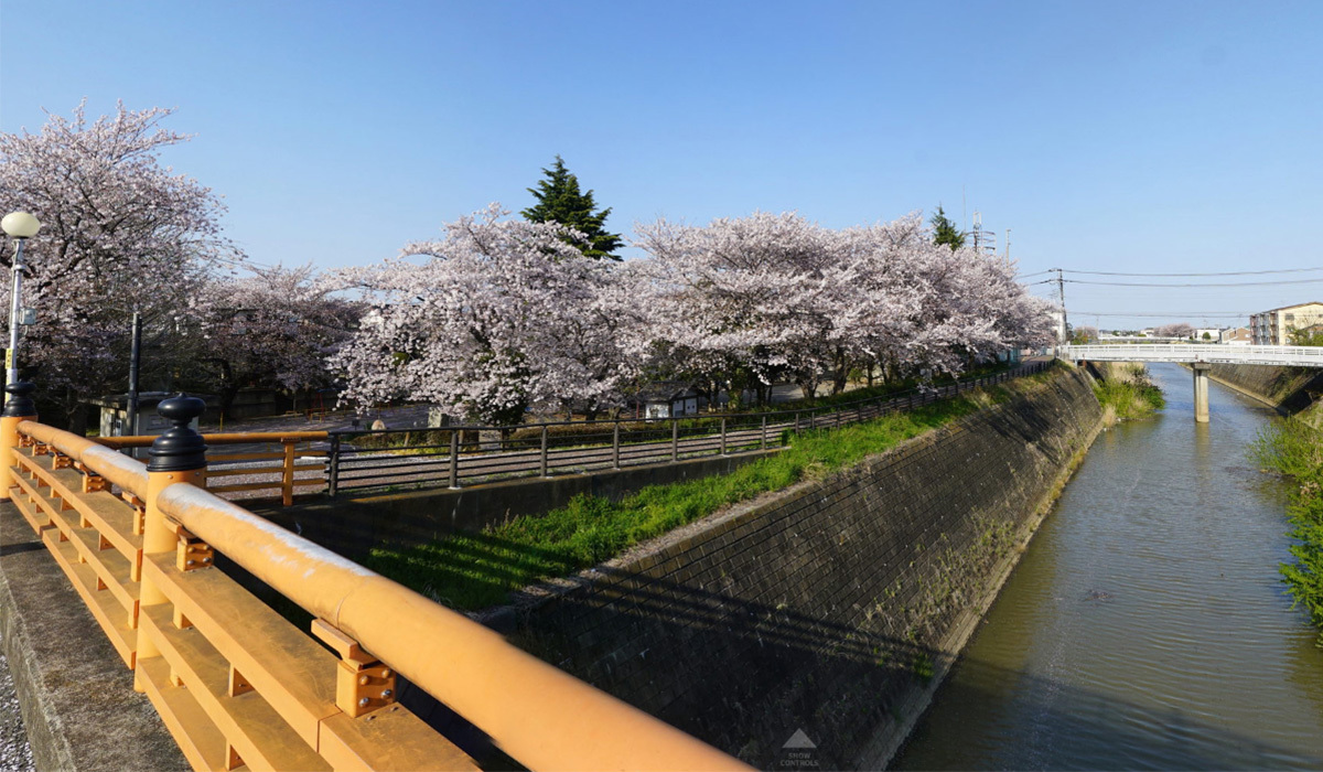 常総市の城址公園(水海道城跡)のしだれ桜VRツアー