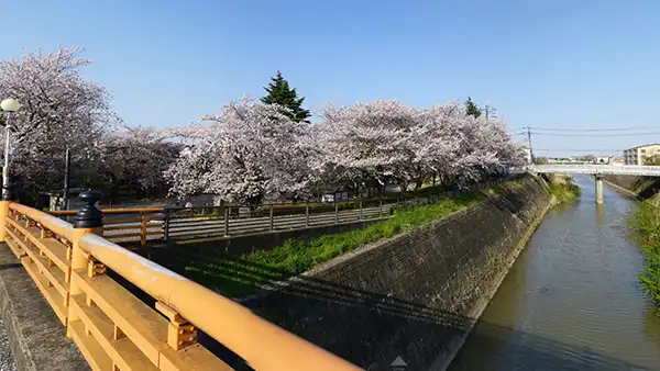 常総市の城址公園(水海道城跡)のしだれ桜VRツアー