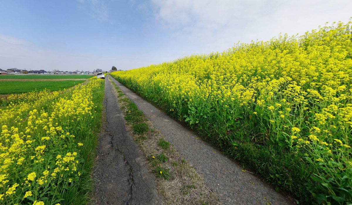 常総市おすすめ観光スポットの小貝川の菜の花