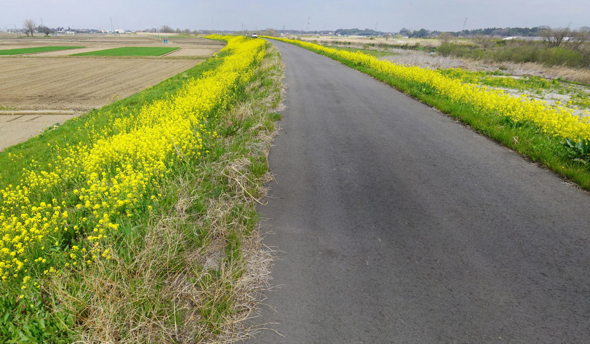 茨城県常総市曲田町の菜の花おすすめ観光スポットの小貝川堤防