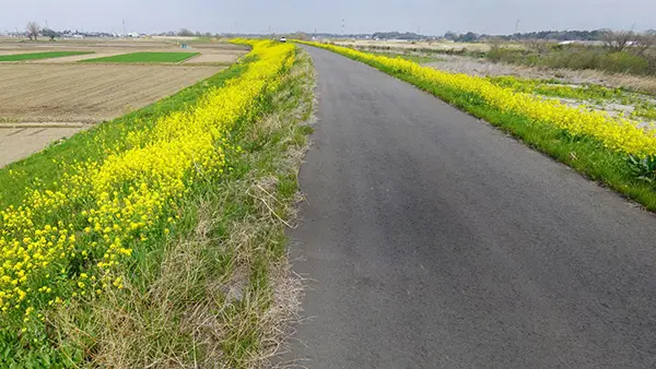 茨城県常総市曲田の菜の花畑おすすめ観光スポット小貝川の案内VRツアー