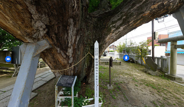茨城県常総市の巨木おすすめスポットの水海道諏訪神社