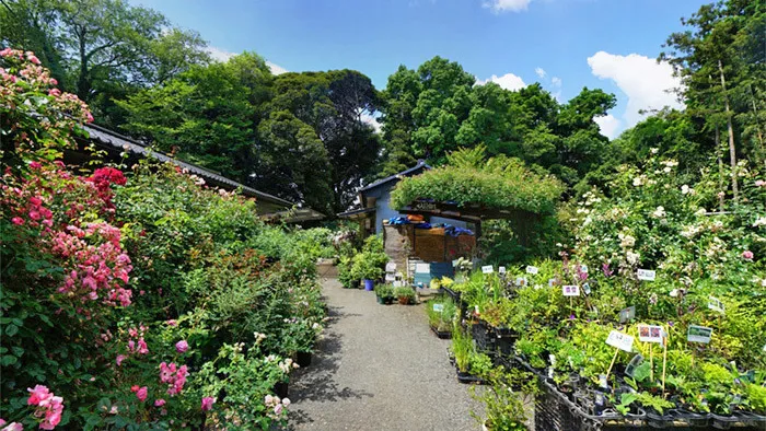 茨城県常総市の坂野ガーデンのバラ