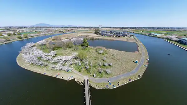 常総市の吉野公園の桜VRツアー