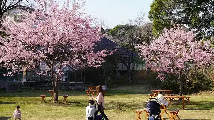 常総市の水海道あすなろの里の河津桜