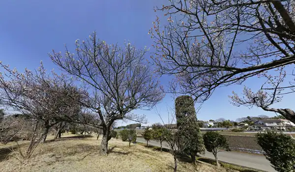 茨城県常総市の大生郷天満宮の梅林