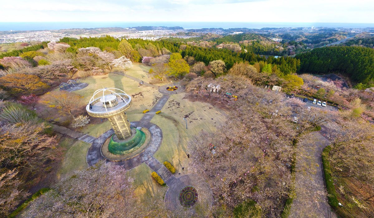 日立市桜名所の十王パノラマ公園の桜