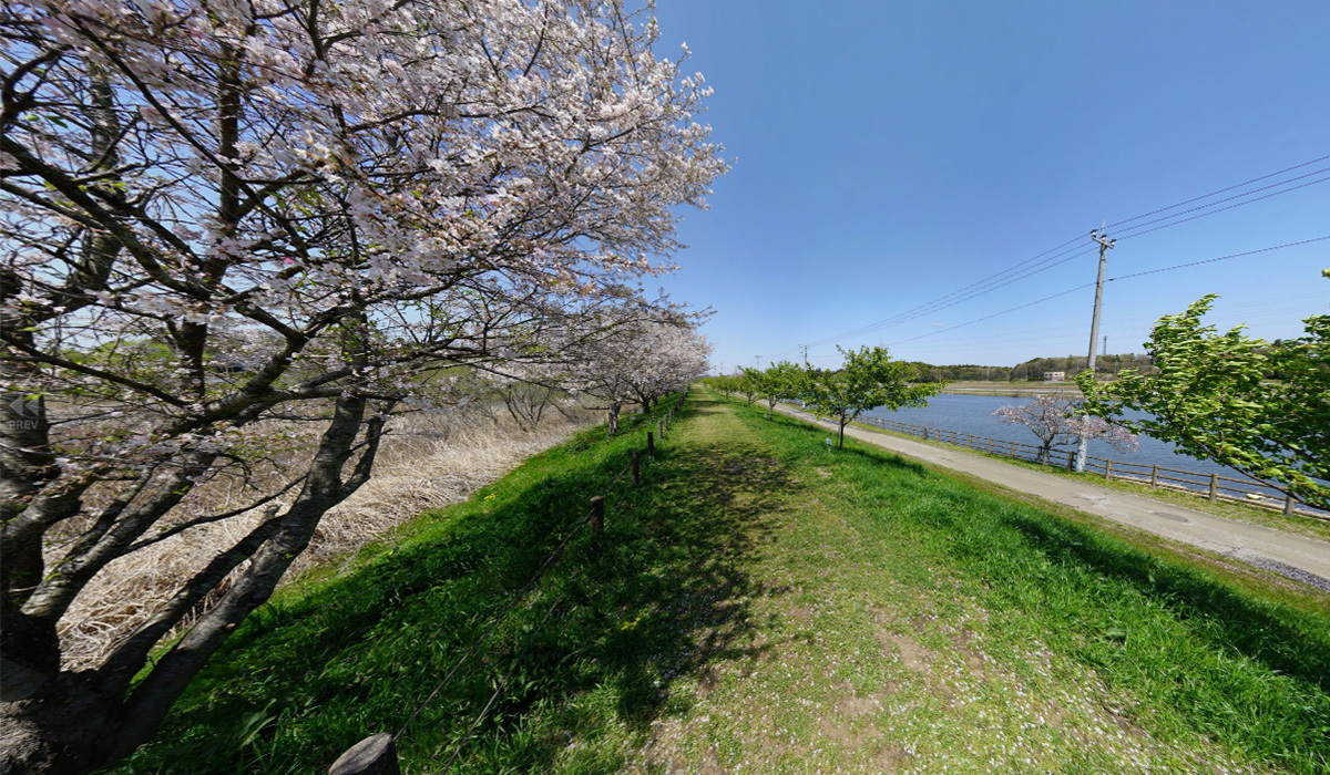 守谷市のおすすめ観光スポットの城址公園の桜の案内VRツアー