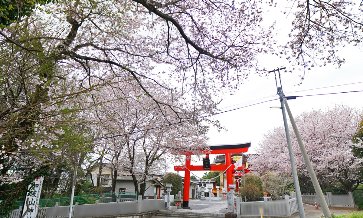 桜川市の加波山神社真壁拝殿の桜