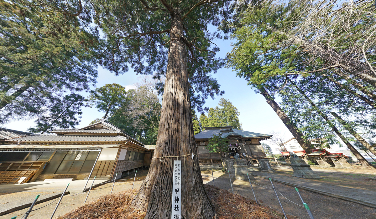 常陸大宮市おすすめ観光スポット甲神社の大スギ