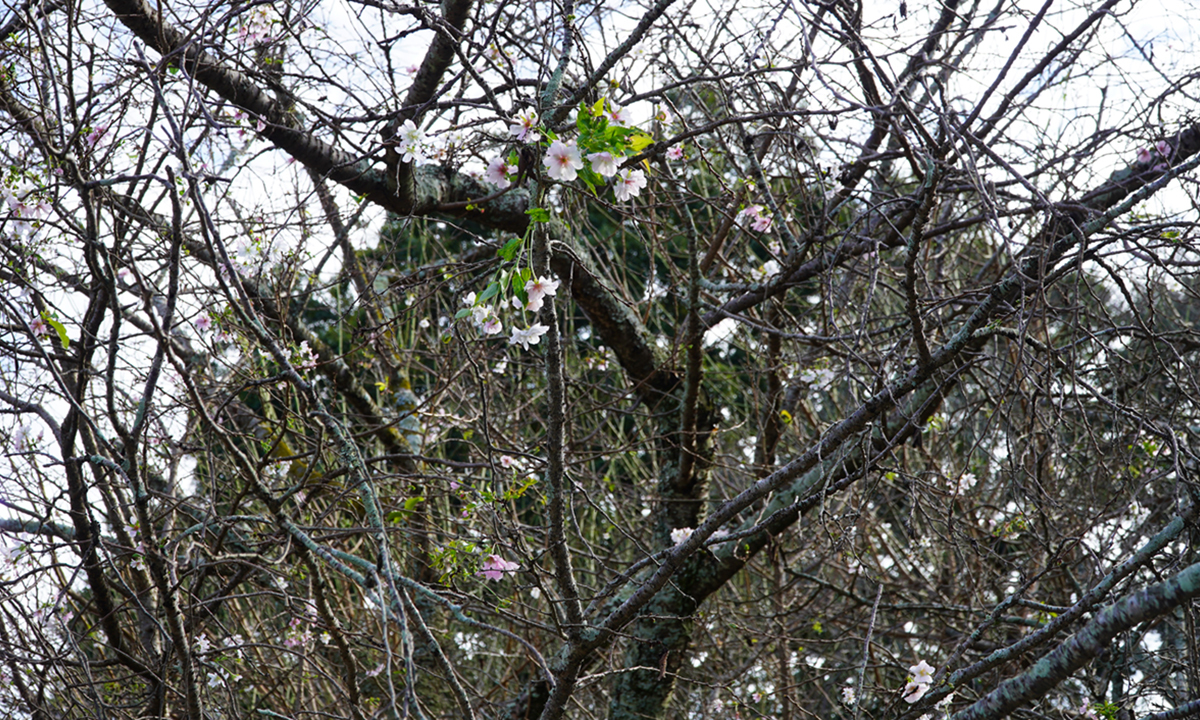 茨城県水戸市の偕楽園の10月桜の開花中の様子