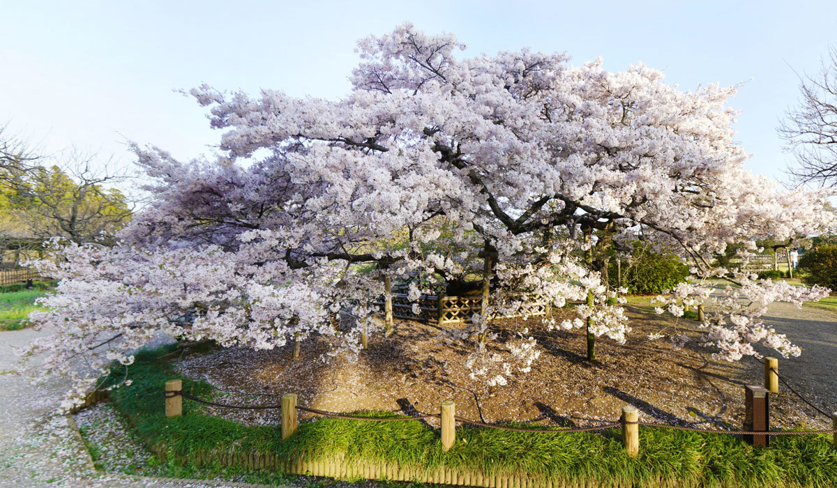 水戸市桜花見名所の偕楽園の見晴広場