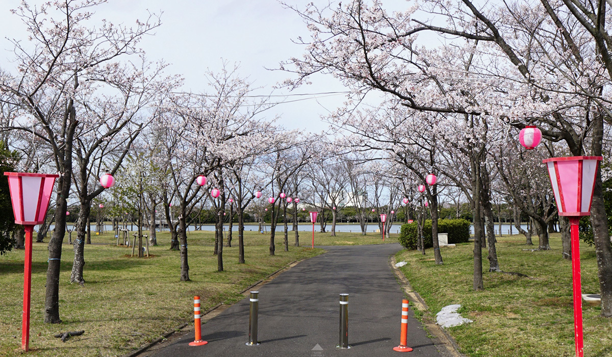 茨城県神栖市の神之池緑地公園の桜・桜まつり