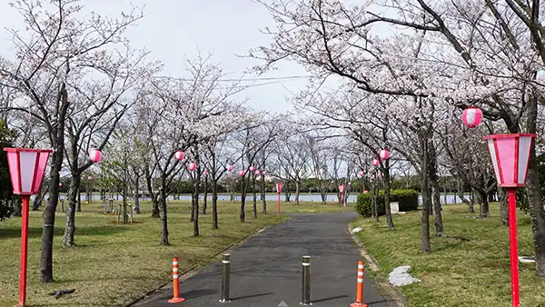 茨城県神栖市の神之池緑地公園の桜・桜まつり