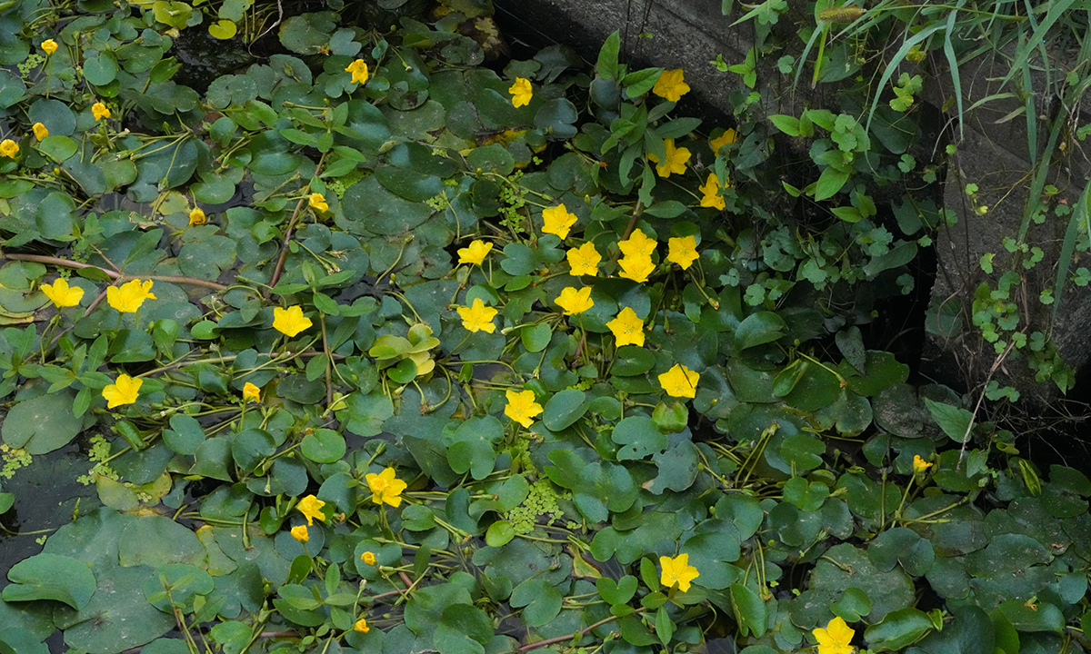 農業用水路の多数のアサザの花