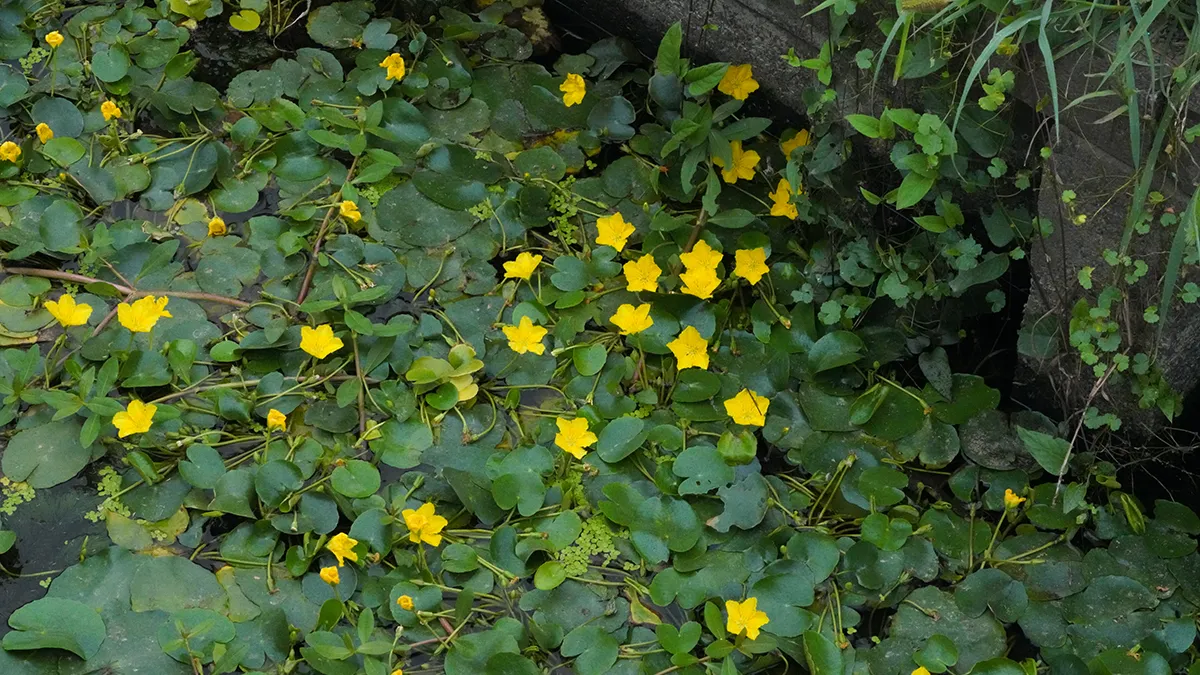 農業用水路の多数のアサザの花